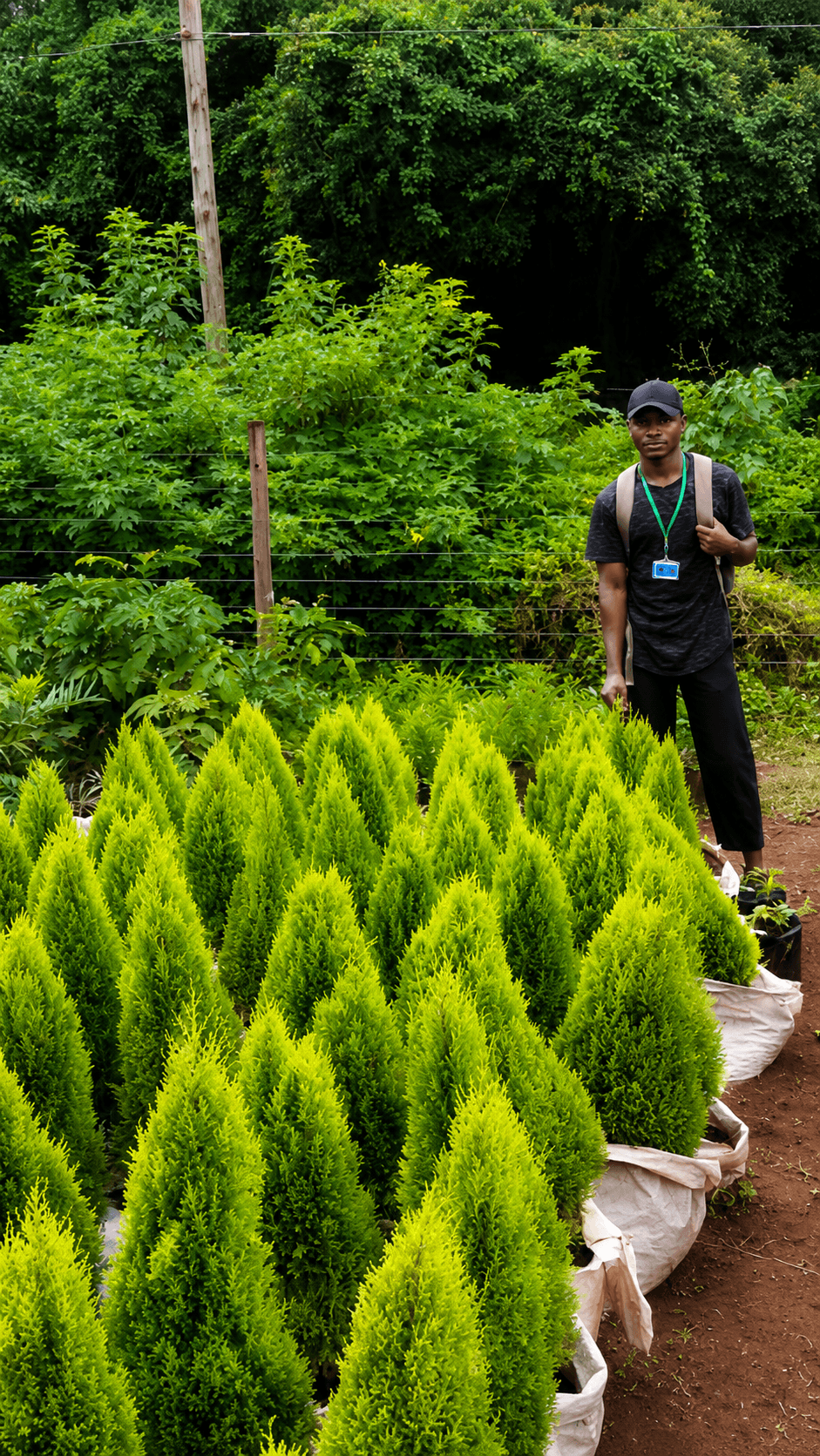 Palm tree landscaping